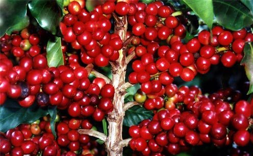 Divine Coffee Exporters & Traders Uganda Limited (East Africa)